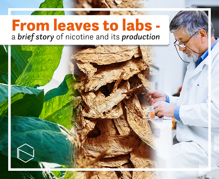 green tobacco leaves, dried tobacco leaves, a man in a uniform working in a lab, and a text: From leaves to labs - a brief story of nicotine and its production