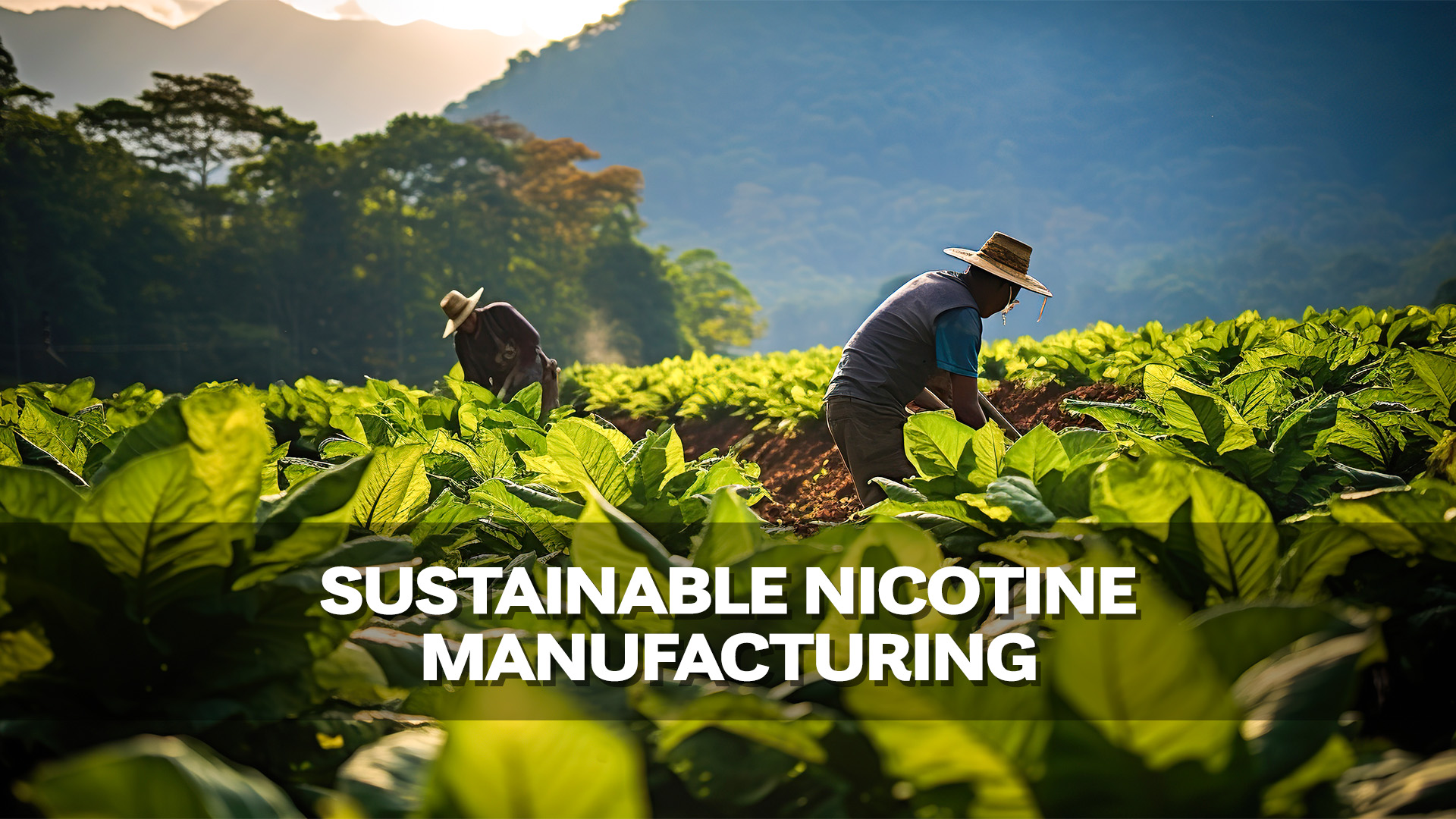 STC nicotine manufacturin
